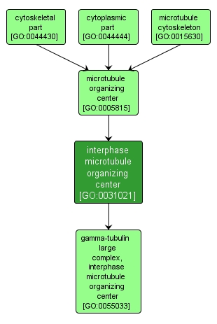 GO:0031021 - interphase microtubule organizing center (interactive image map)