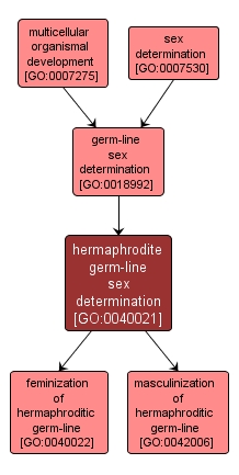 GO:0040021 - hermaphrodite germ-line sex determination (interactive image map)