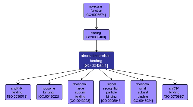 GO:0043021 - ribonucleoprotein binding (interactive image map)