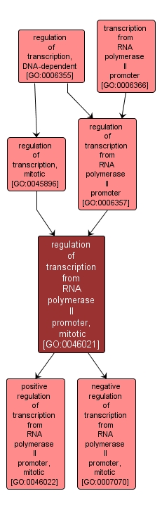 GO:0046021 - regulation of transcription from RNA polymerase II promoter, mitotic (interactive image map)