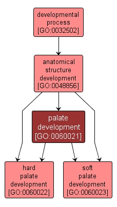 GO:0060021 - palate development (interactive image map)