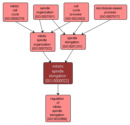 GO:0000022 - mitotic spindle elongation (interactive image map)