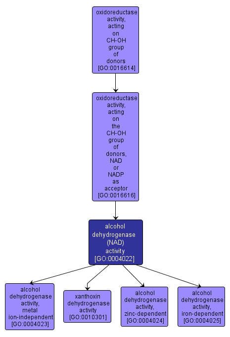 GO:0004022 - alcohol dehydrogenase (NAD) activity (interactive image map)