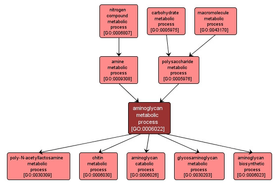 GO:0006022 - aminoglycan metabolic process (interactive image map)