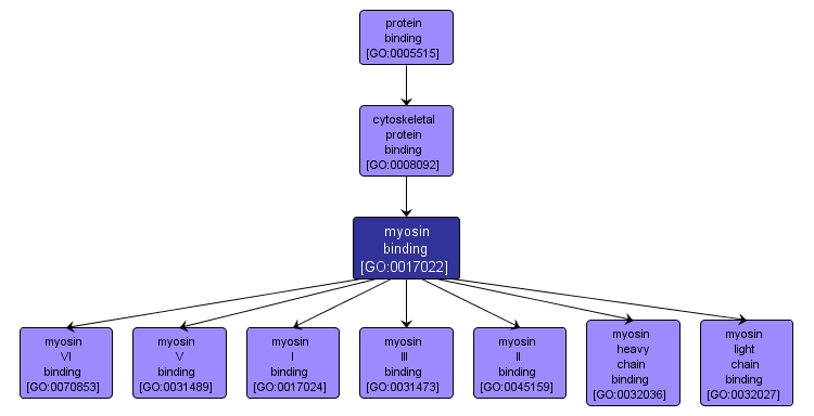 GO:0017022 - myosin binding (interactive image map)