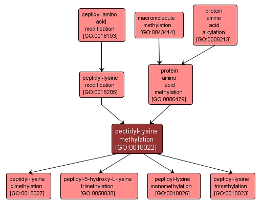 GO:0018022 - peptidyl-lysine methylation (interactive image map)