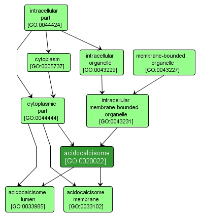 GO:0020022 - acidocalcisome (interactive image map)