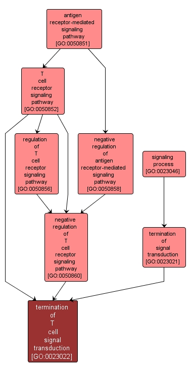 GO:0023022 - termination of T cell signal transduction (interactive image map)