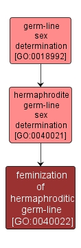 GO:0040022 - feminization of hermaphroditic germ-line (interactive image map)