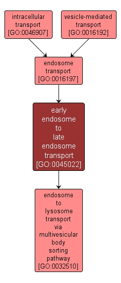 GO:0045022 - early endosome to late endosome transport (interactive image map)