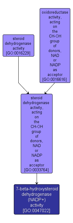 GO:0047022 - 7-beta-hydroxysteroid dehydrogenase (NADP+) activity (interactive image map)