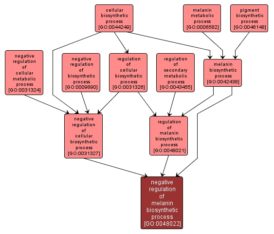 GO:0048022 - negative regulation of melanin biosynthetic process (interactive image map)