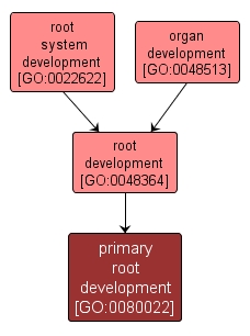 GO:0080022 - primary root development (interactive image map)