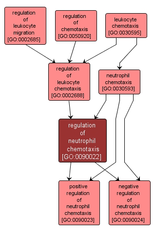 GO:0090022 - regulation of neutrophil chemotaxis (interactive image map)