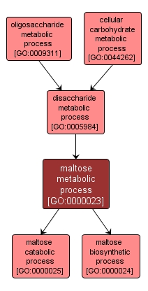 GO:0000023 - maltose metabolic process (interactive image map)