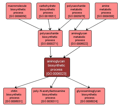 GO:0006023 - aminoglycan biosynthetic process (interactive image map)