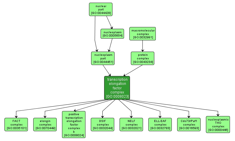 GO:0008023 - transcription elongation factor complex (interactive image map)