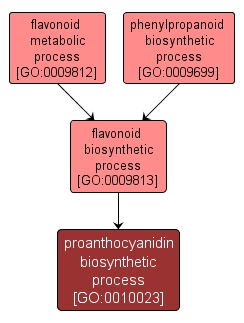 GO:0010023 - proanthocyanidin biosynthetic process (interactive image map)
