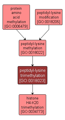 GO:0018023 - peptidyl-lysine trimethylation (interactive image map)