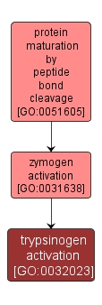 GO:0032023 - trypsinogen activation (interactive image map)
