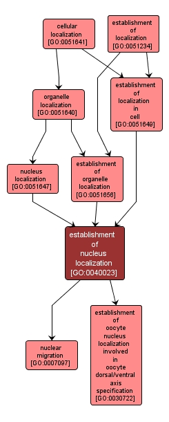 GO:0040023 - establishment of nucleus localization (interactive image map)