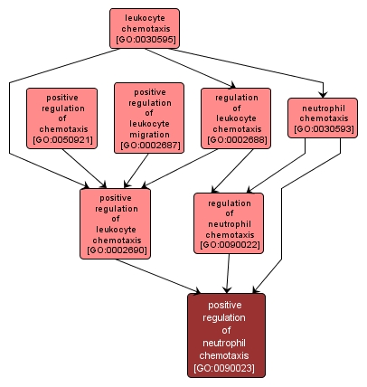 GO:0090023 - positive regulation of neutrophil chemotaxis (interactive image map)