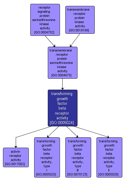 GO:0005024 - transforming growth factor beta receptor activity (interactive image map)