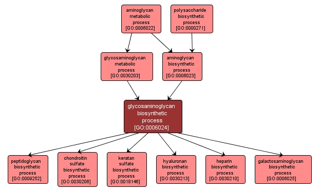 GO:0006024 - glycosaminoglycan biosynthetic process (interactive image map)