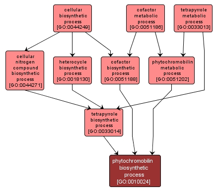 GO:0010024 - phytochromobilin biosynthetic process (interactive image map)