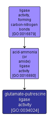 GO:0034024 - glutamate-putrescine ligase activity (interactive image map)