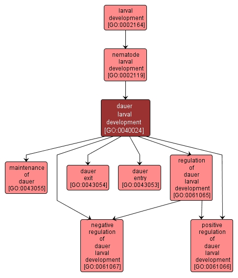 GO:0040024 - dauer larval development (interactive image map)