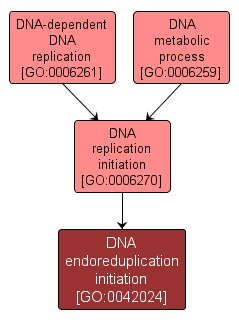 GO:0042024 - DNA endoreduplication initiation (interactive image map)