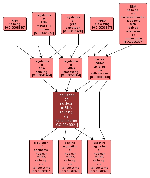 GO:0048024 - regulation of nuclear mRNA splicing, via spliceosome (interactive image map)