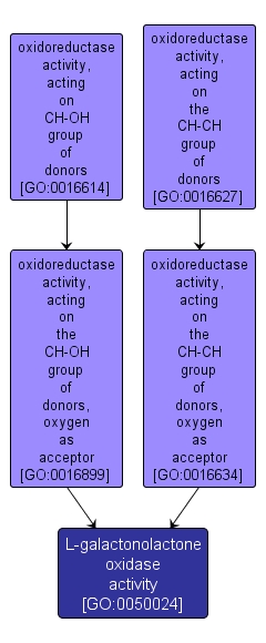 GO:0050024 - L-galactonolactone oxidase activity (interactive image map)