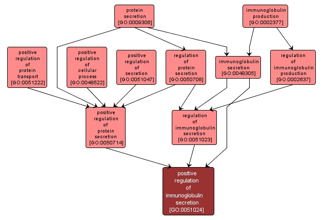 GO:0051024 - positive regulation of immunoglobulin secretion (interactive image map)