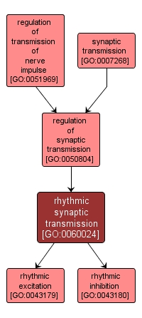 GO:0060024 - rhythmic synaptic transmission (interactive image map)