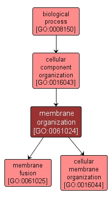 GO:0061024 - membrane organization (interactive image map)