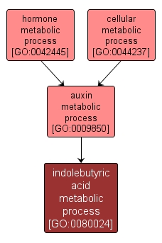 GO:0080024 - indolebutyric acid metabolic process (interactive image map)