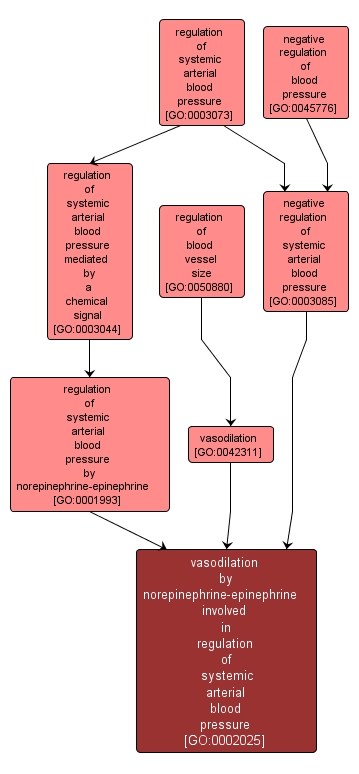 GO:0002025 - vasodilation by norepinephrine-epinephrine involved in regulation of systemic arterial blood pressure (interactive image map)