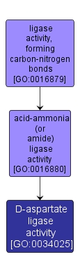 GO:0034025 - D-aspartate ligase activity (interactive image map)