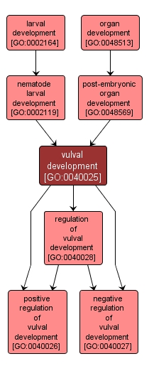 GO:0040025 - vulval development (interactive image map)