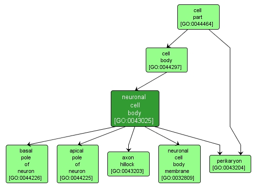 GO:0043025 - neuronal cell body (interactive image map)