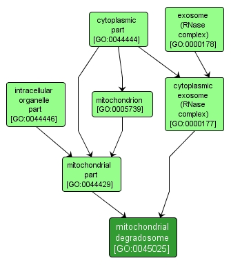 GO:0045025 - mitochondrial degradosome (interactive image map)