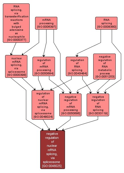 GO:0048025 - negative regulation of nuclear mRNA splicing, via spliceosome (interactive image map)