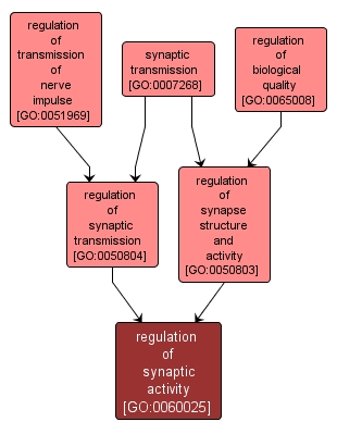 GO:0060025 - regulation of synaptic activity (interactive image map)
