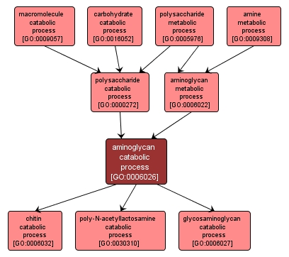 GO:0006026 - aminoglycan catabolic process (interactive image map)