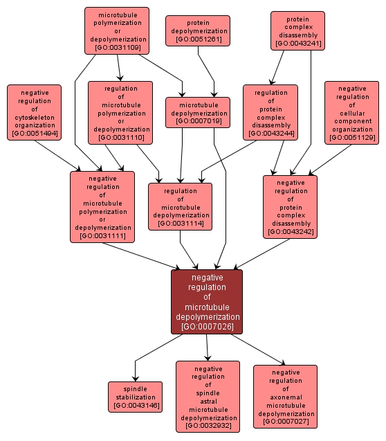 GO:0007026 - negative regulation of microtubule depolymerization (interactive image map)