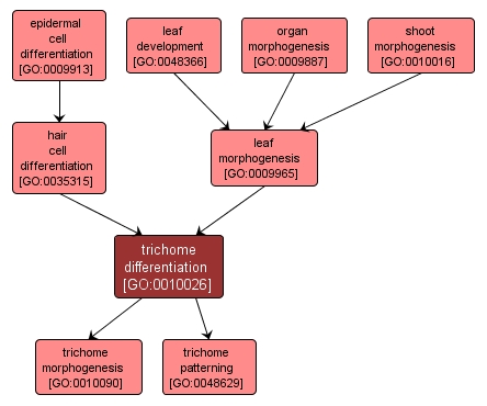 GO:0010026 - trichome differentiation (interactive image map)