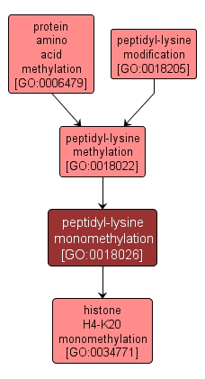 GO:0018026 - peptidyl-lysine monomethylation (interactive image map)