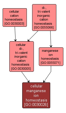 GO:0030026 - cellular manganese ion homeostasis (interactive image map)